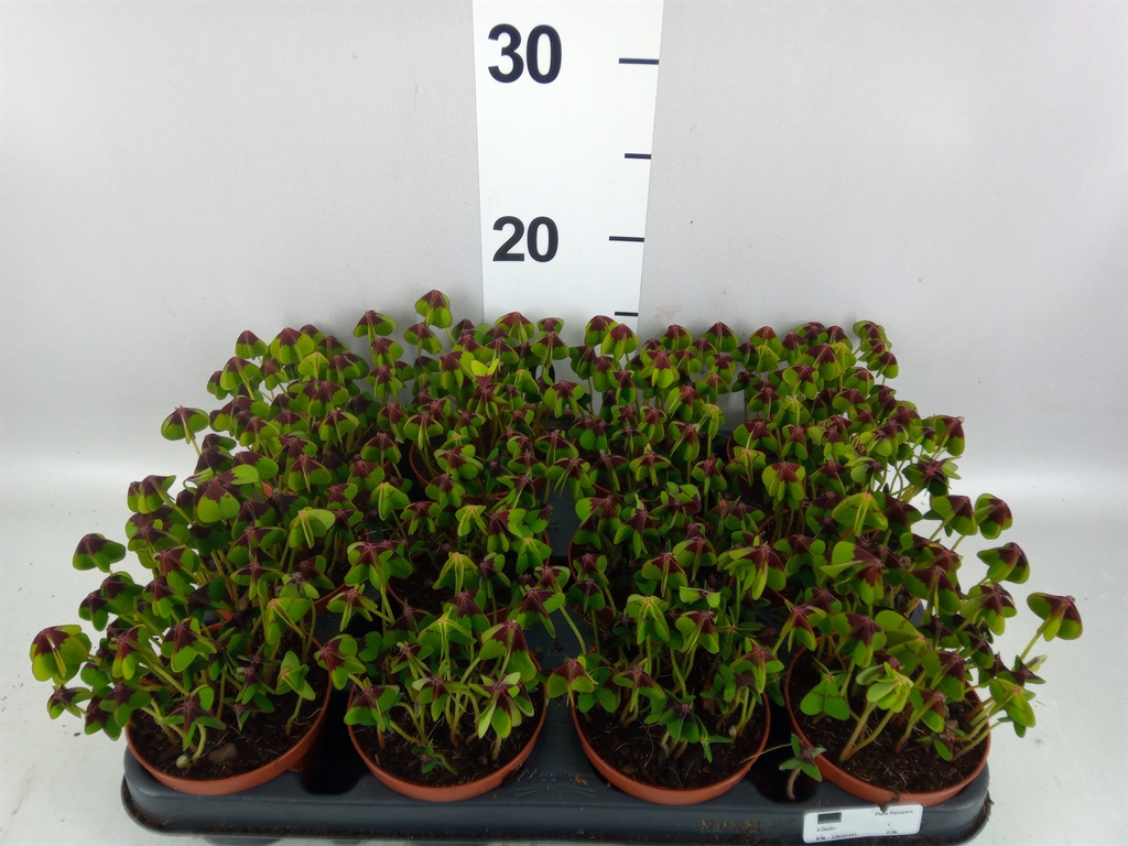 Oxalis Deppei 9Ø 15cm