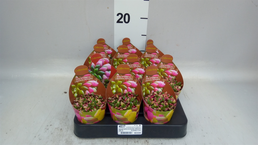 Cactus Overig 506Ø 9cm