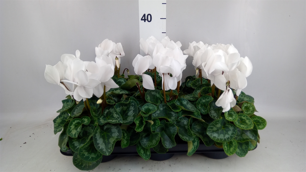 Cyclamen Super Serie Mammoth 13Ø 30cm