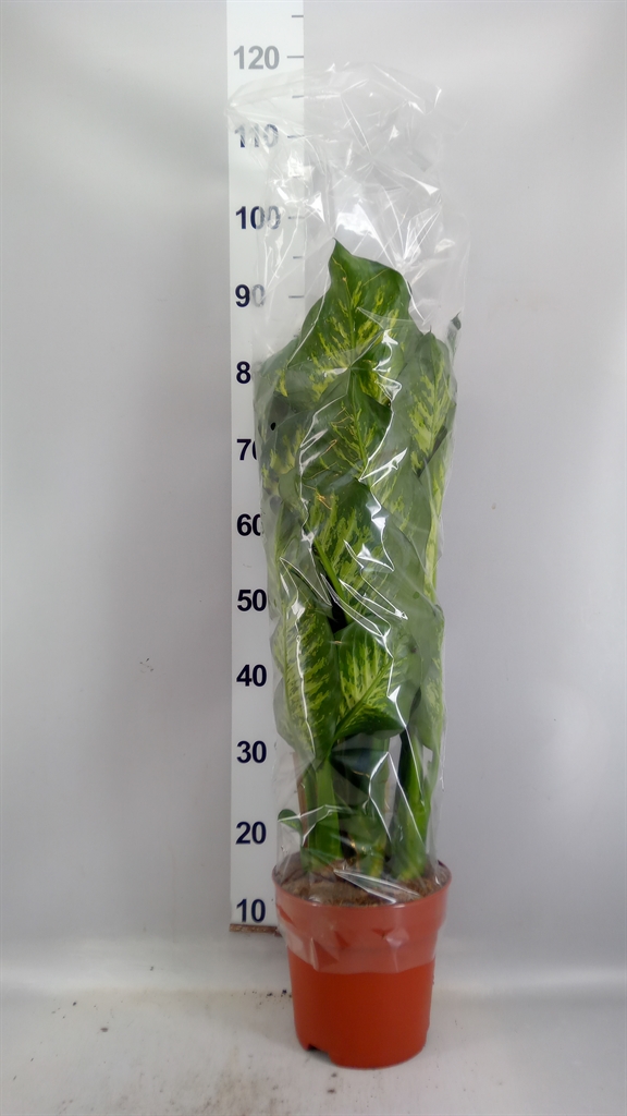 Dieffenbachia Maroba 21Ø 75cm