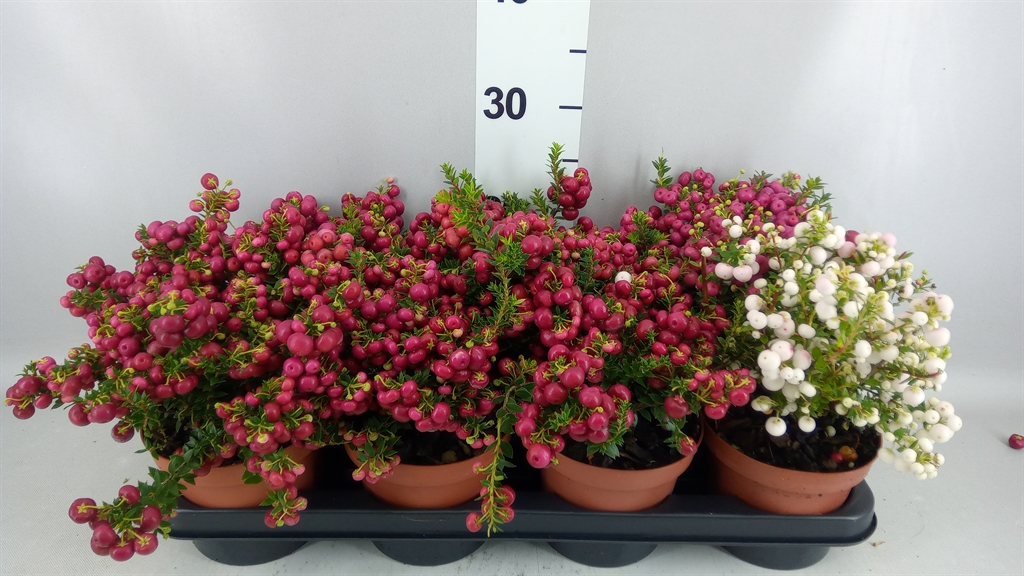 Gaultheria Mucronata 14Ø 25cm