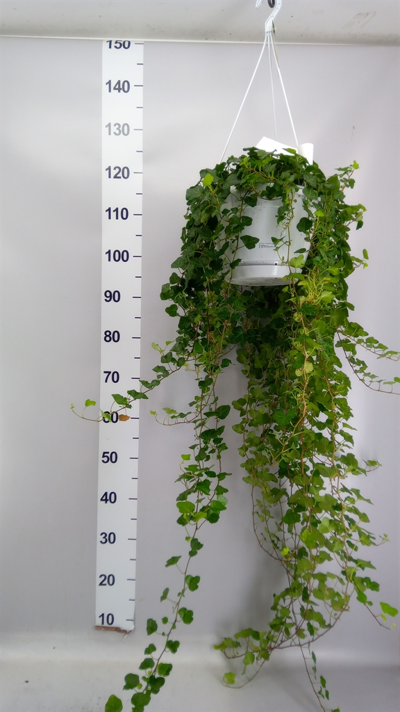 Hedera Helix Wonder 24Ø 110cm