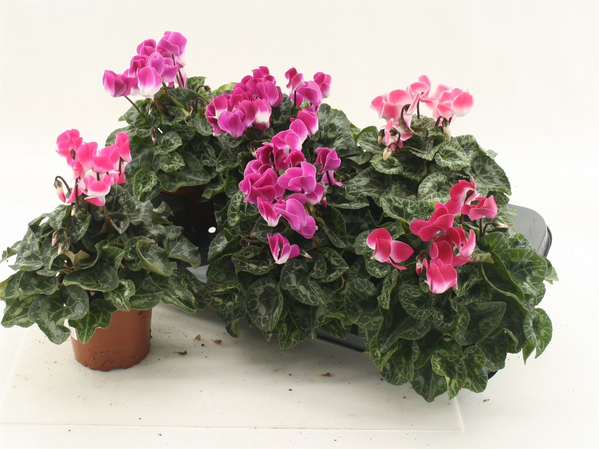 Cyclamen Midi Indiaka 12Ø 30cm