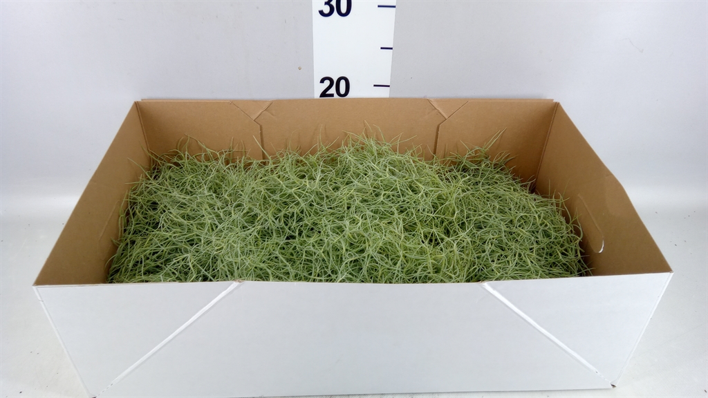 Till Usneoides