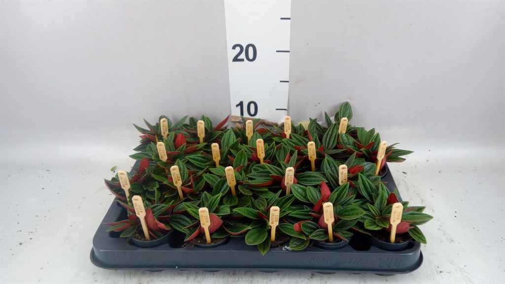 Peperomia Caperata Rosso 5Ø 10cm