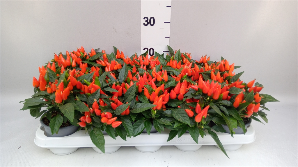 Capsicum Salsa Dark Orange 10Ø 20cm