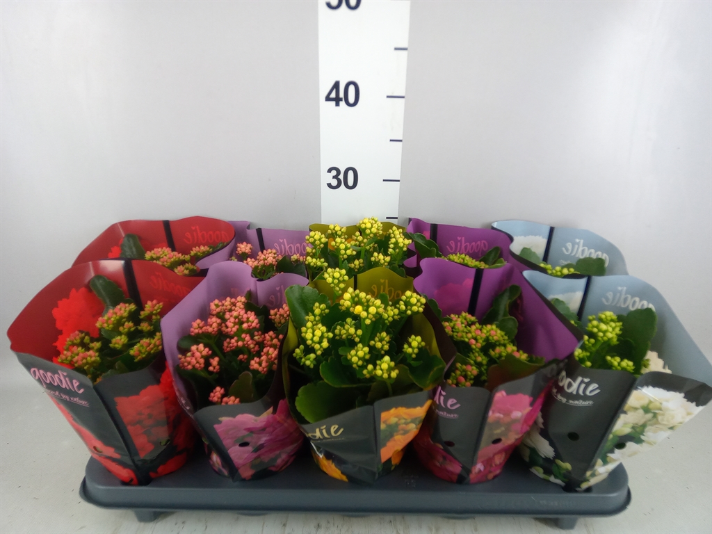 Kalanchoe Double Perfecta Mix 10Ø 24cm