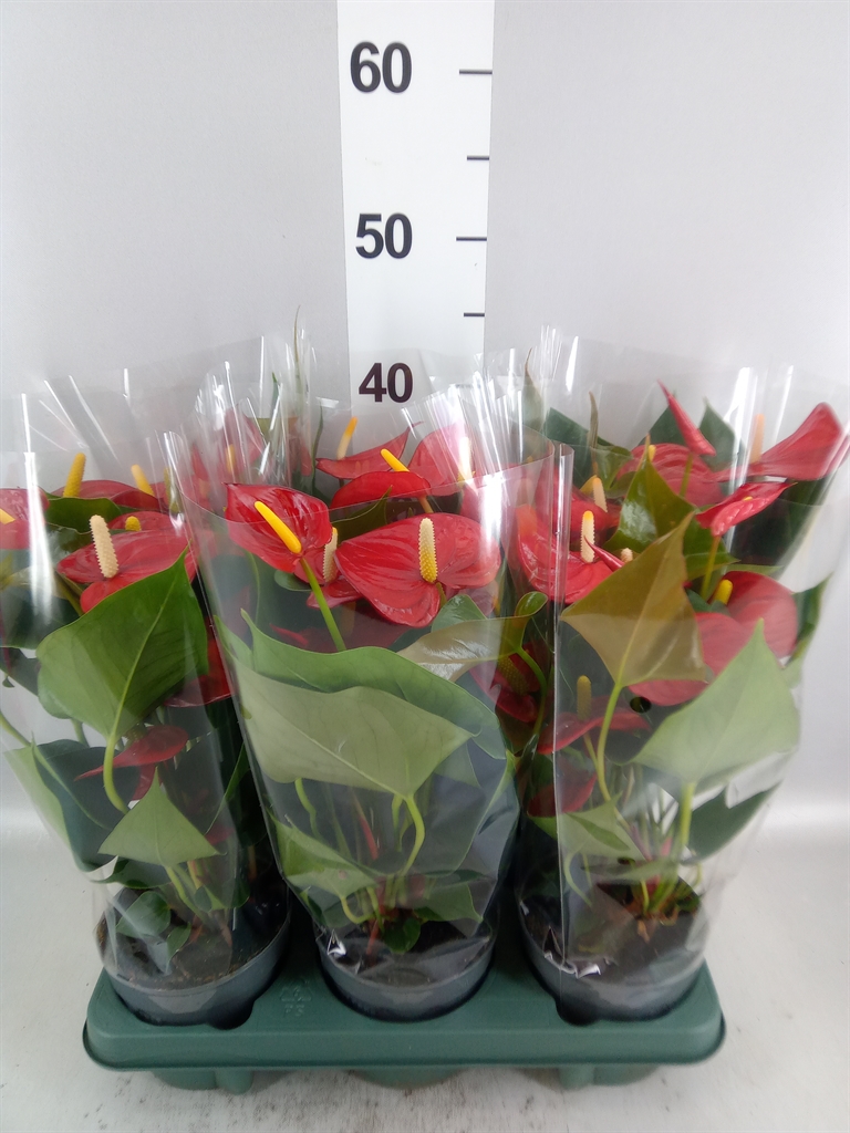 Anthurium Karma Red 12Ø 40cm