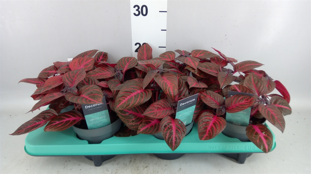 Iresine Rich Redstar 13Ø 20cm