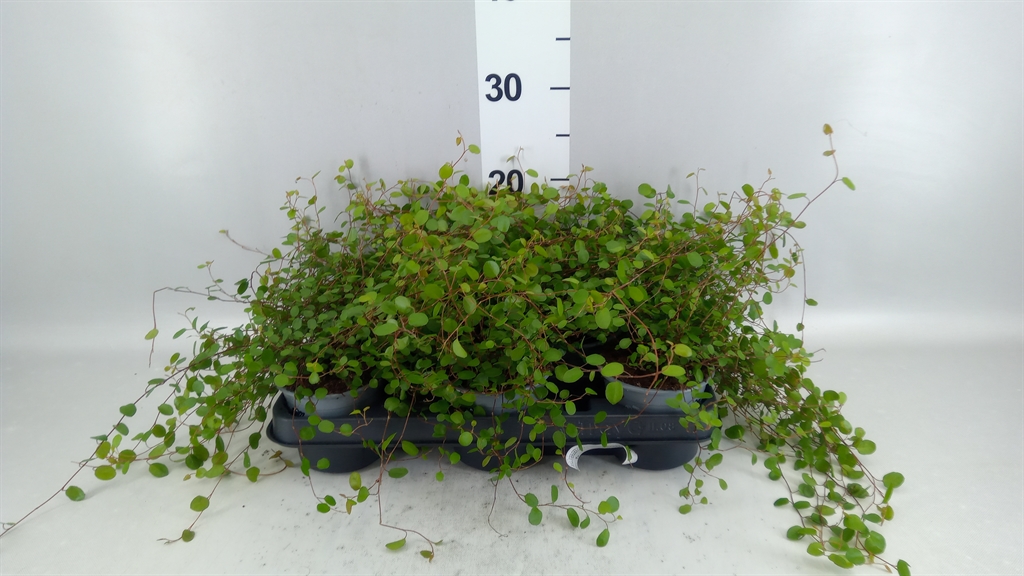 Muehlenbeckia Mao'ri 10Ø 20cm