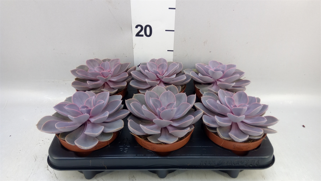 Echeveria Purple Pearl 12Ø 15cm