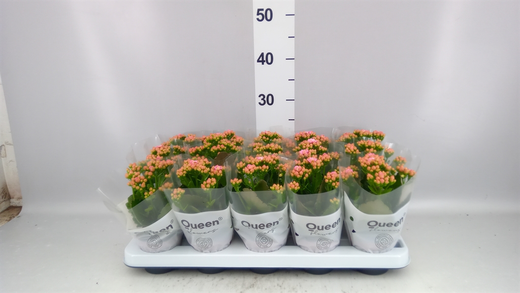 Kalanchoe Double More Flowers Lillian 9Ø 17cm