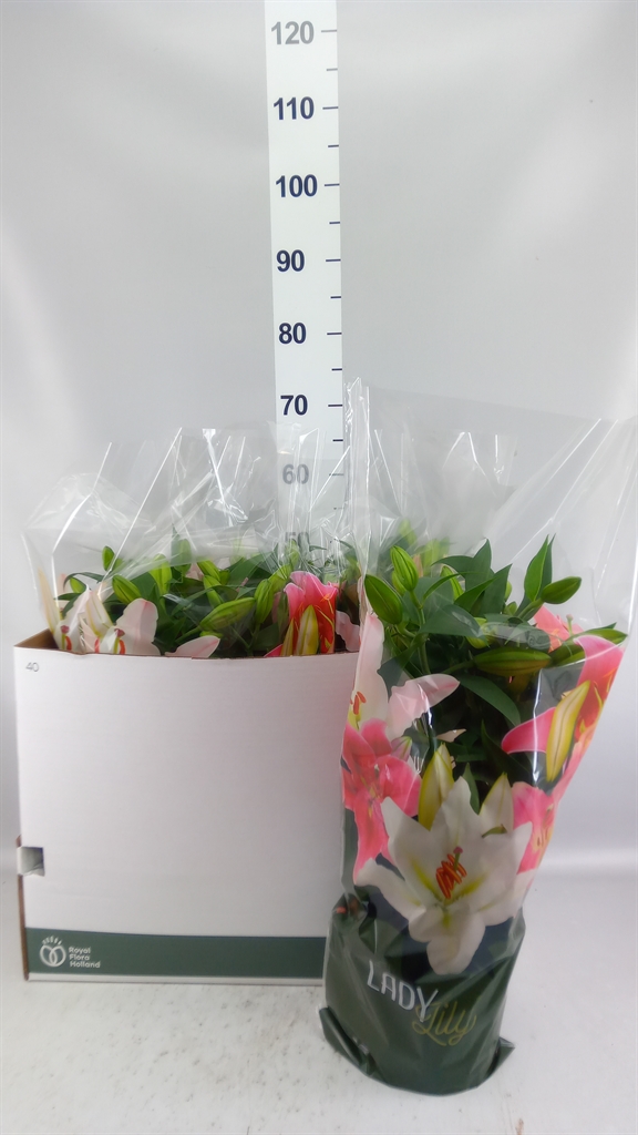 Lily Oriental Sunny Robyn 19Ø 48cm