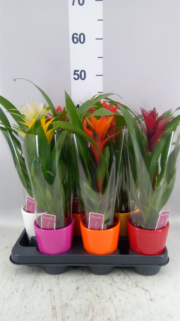 Guzmania Mix 11Ø 35cm