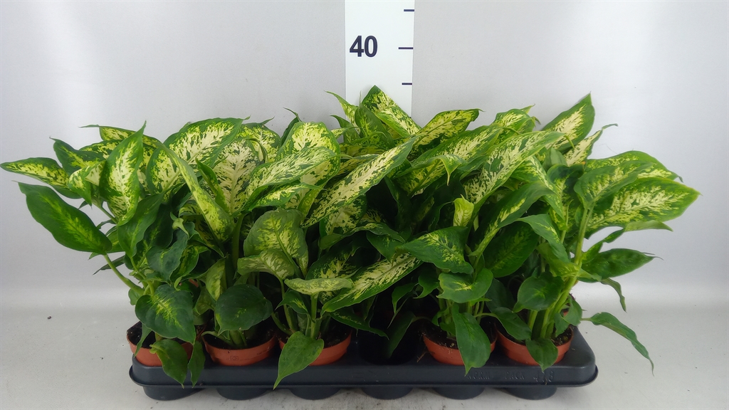 Dieffenbachia Compacta 9Ø 30cm