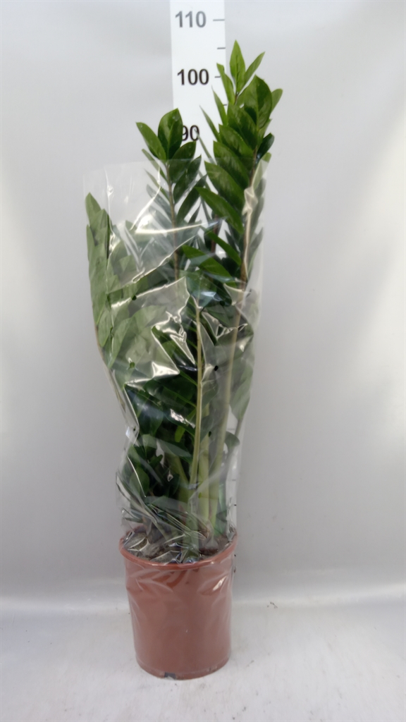 Zamioculcas Zamiifol 21Ø 90cm