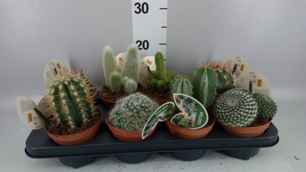 Cactus Mix 12Ø 15cm