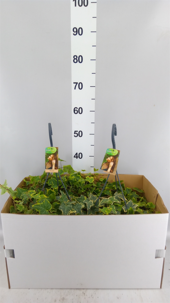 Hedera Helix Goldchild 24Ø 100cm