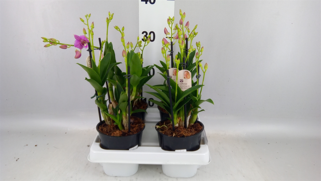 Dendrobium Polar Fire 12Ø 50cm 2st