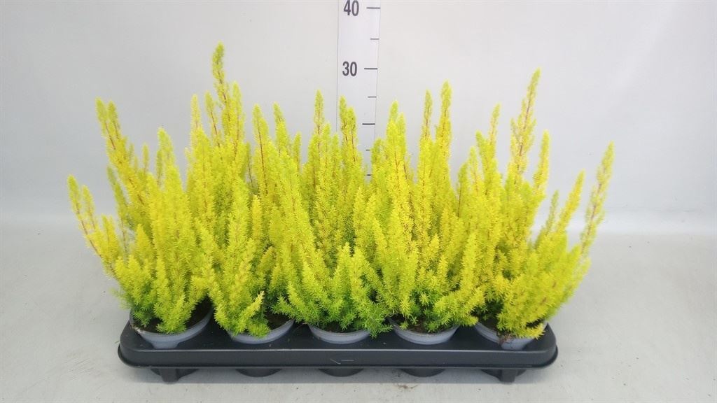 Erica Arborea Albert's Gold 11Ø 22cm