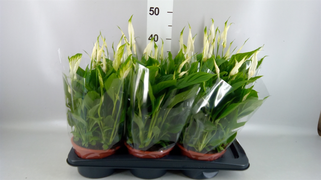 Spathiphyllum Chopin 17Ø 35cm