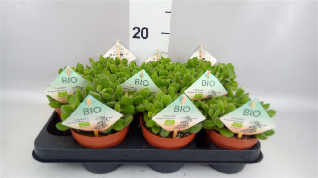 Cotyledon Ladysmithiensis 10Ø 15cm