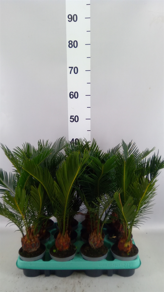 Cycas Revoluta 9Ø 30cm