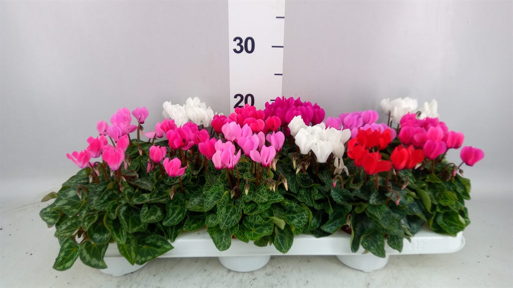 Cyclamen Super Serie Verano 9Ø 17cm