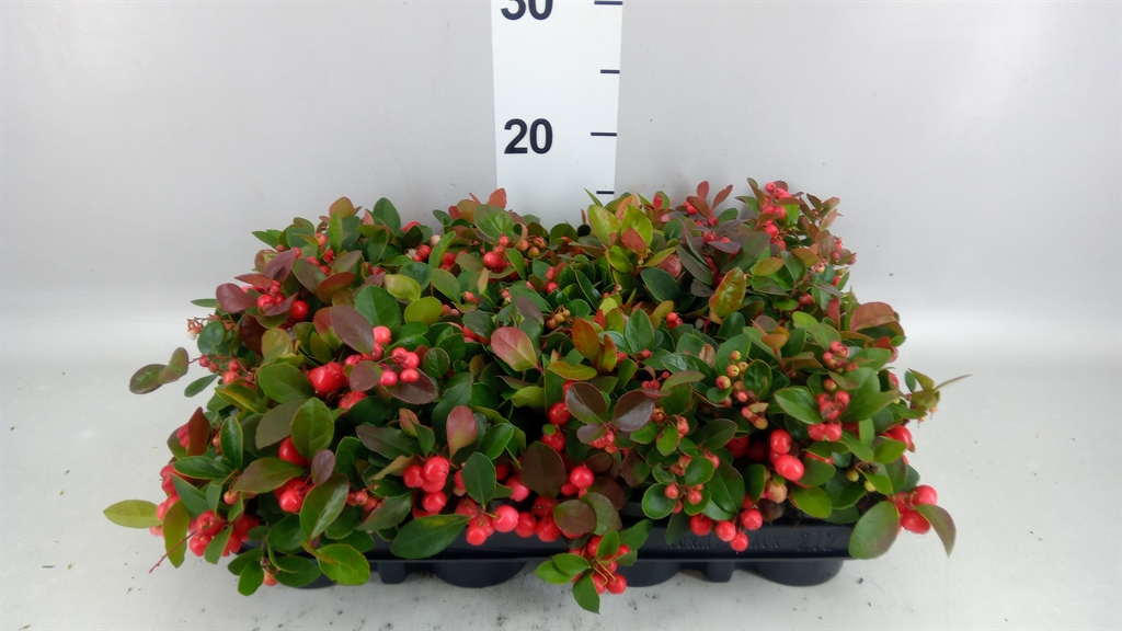 Gaultheria Procumbens 9Ø 15cm