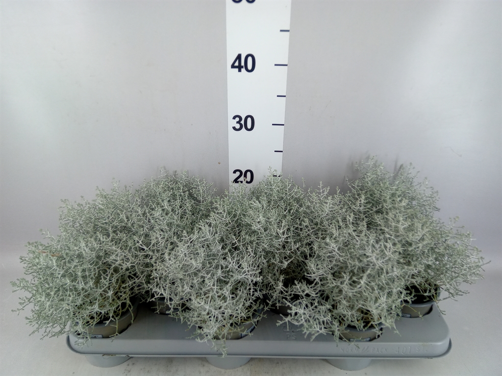 Leucophyta Brownii 11Ø 20cm