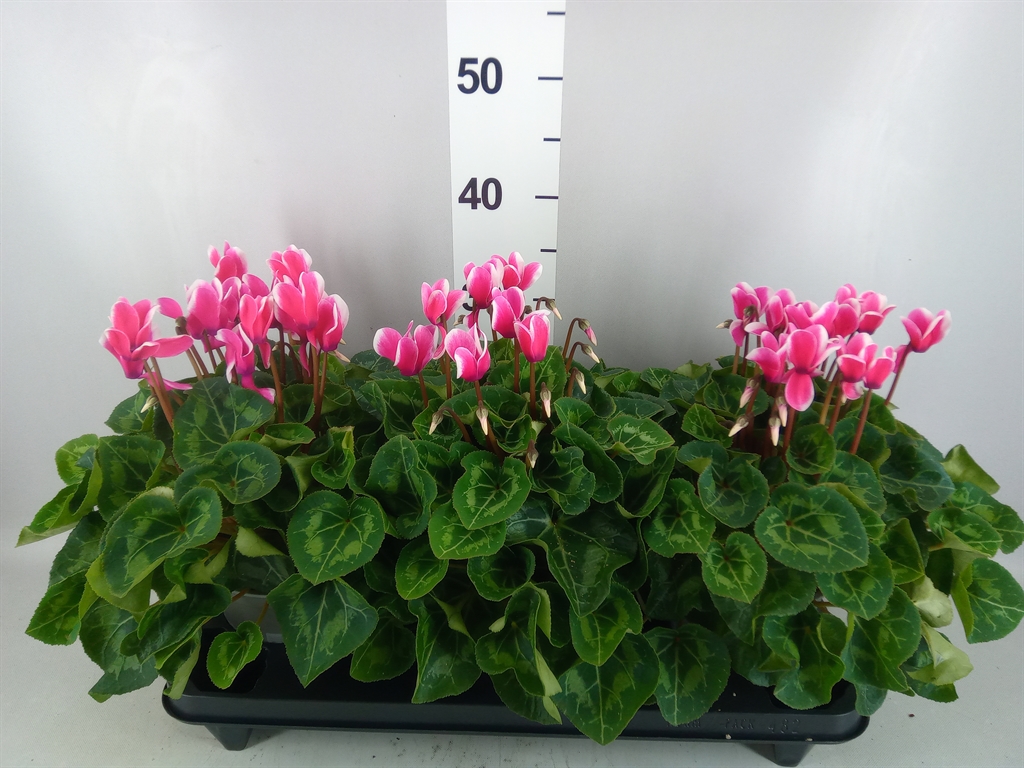 Cyclamen Halios Fantasia 15Ø 30cm