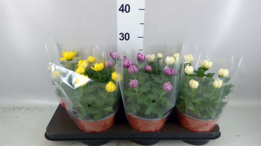Chrysanth Cosmo Mix 15Ø 33cm