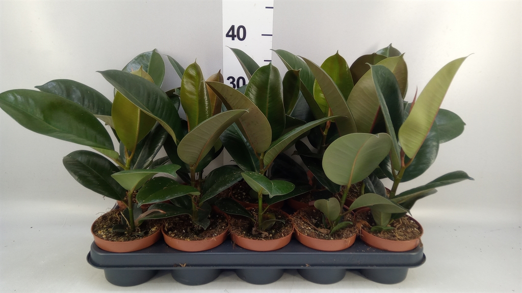 Ficus Robusta 12Ø 35cm