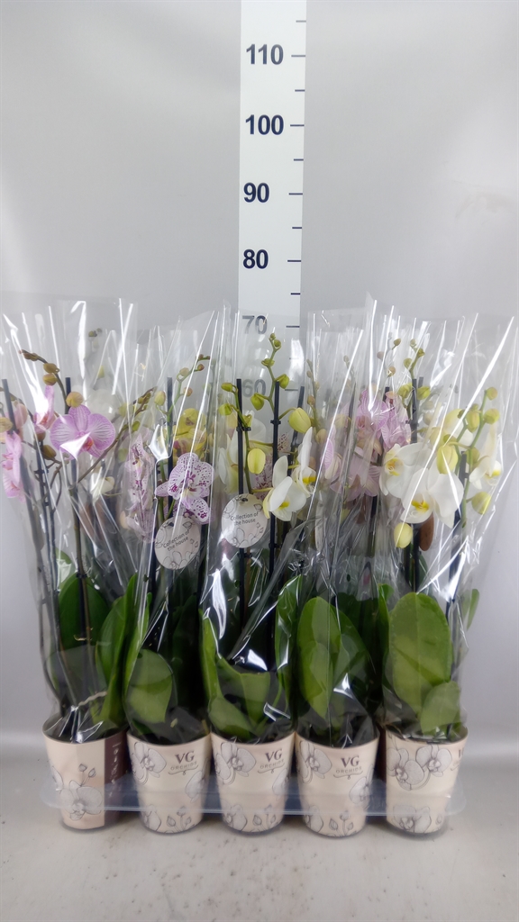 Phalaenopsis Mix 12Ø 55cm 3st
