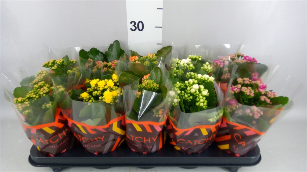 Kalanchoe Double Mix 10Ø 23cm