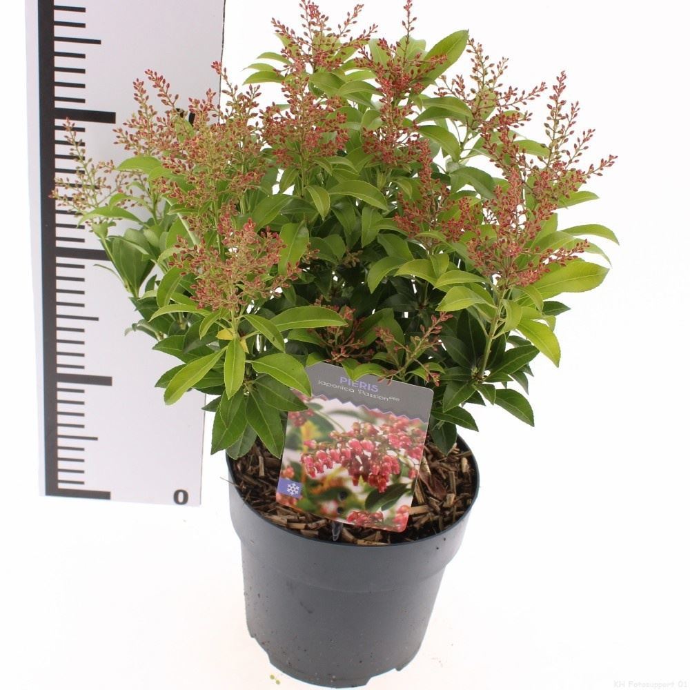 Pieris Japonica 17Ø 40cm