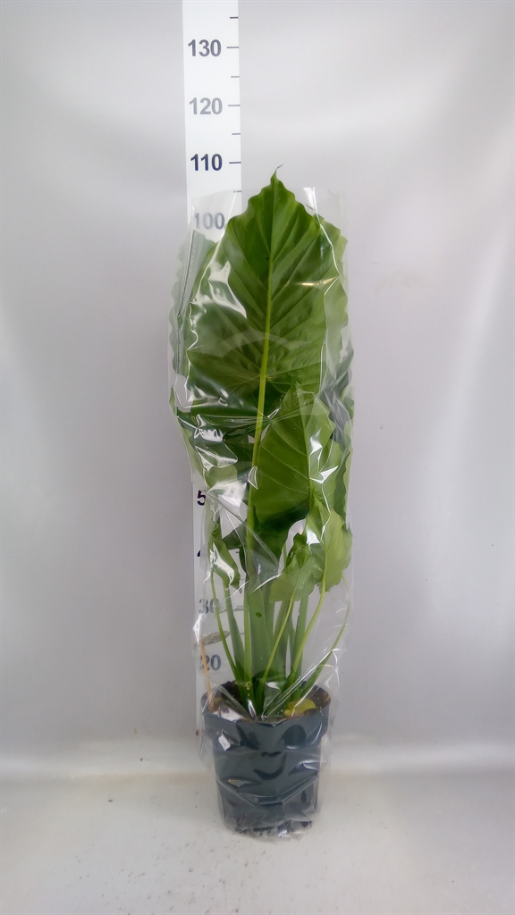 Alocasia Gageana 21Ø 90cm