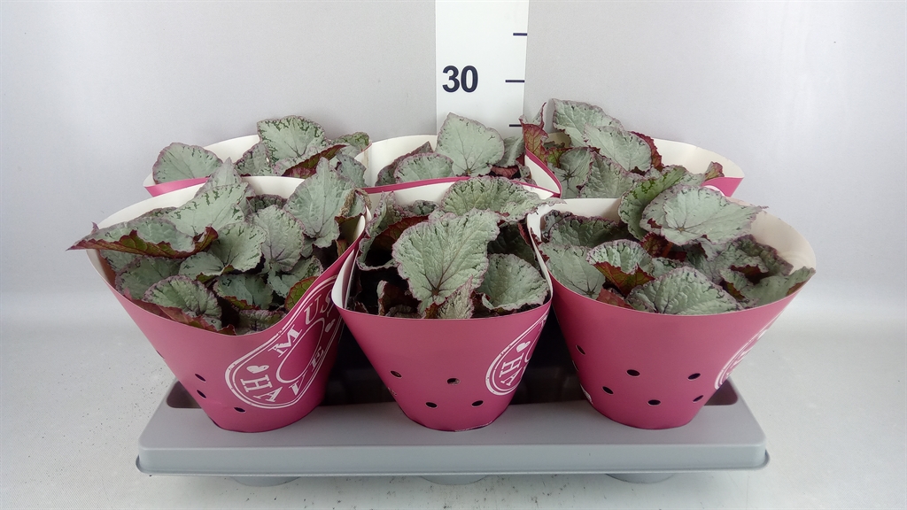 Begonia Leaf Hawaiian Silver 13Ø 25cm
