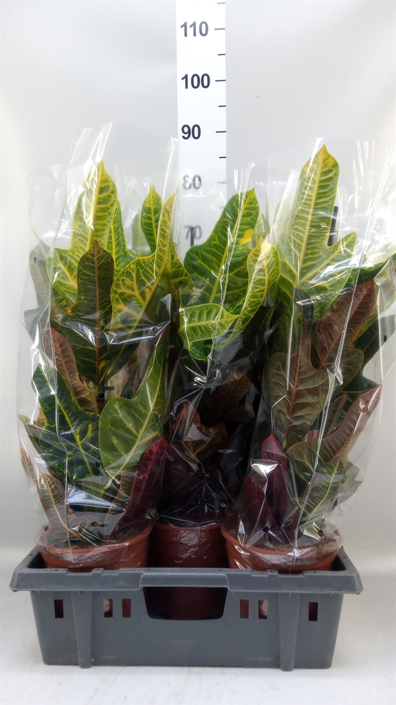 Codiaeum Big Leaf Excellent 19Ø 75cm
