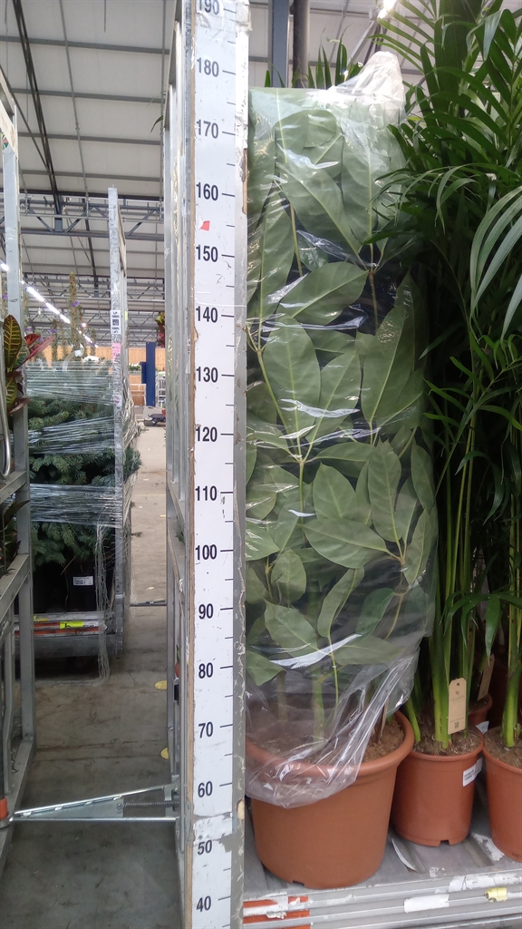 Schef Ov Amate 40Ø 150cm