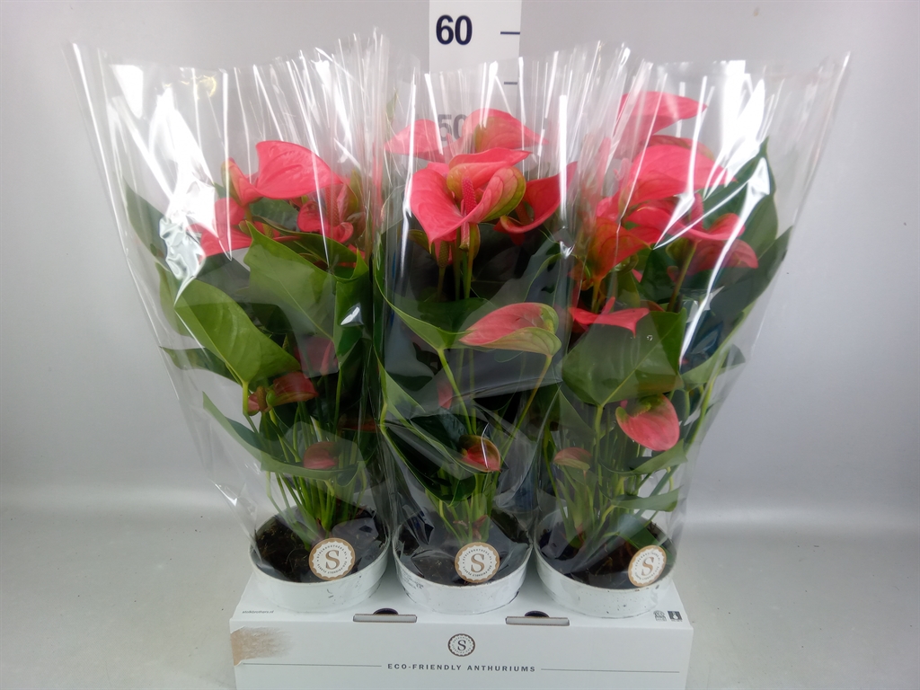 Anthurium Pink Champion 14Ø 50cm