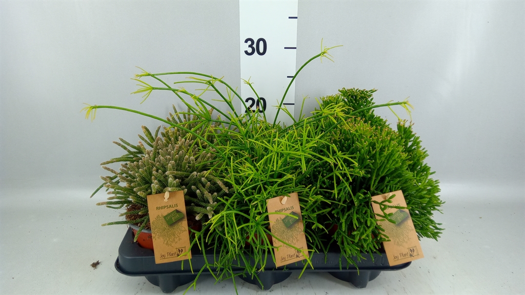 Rhipsalis Mix 12Ø 20cm