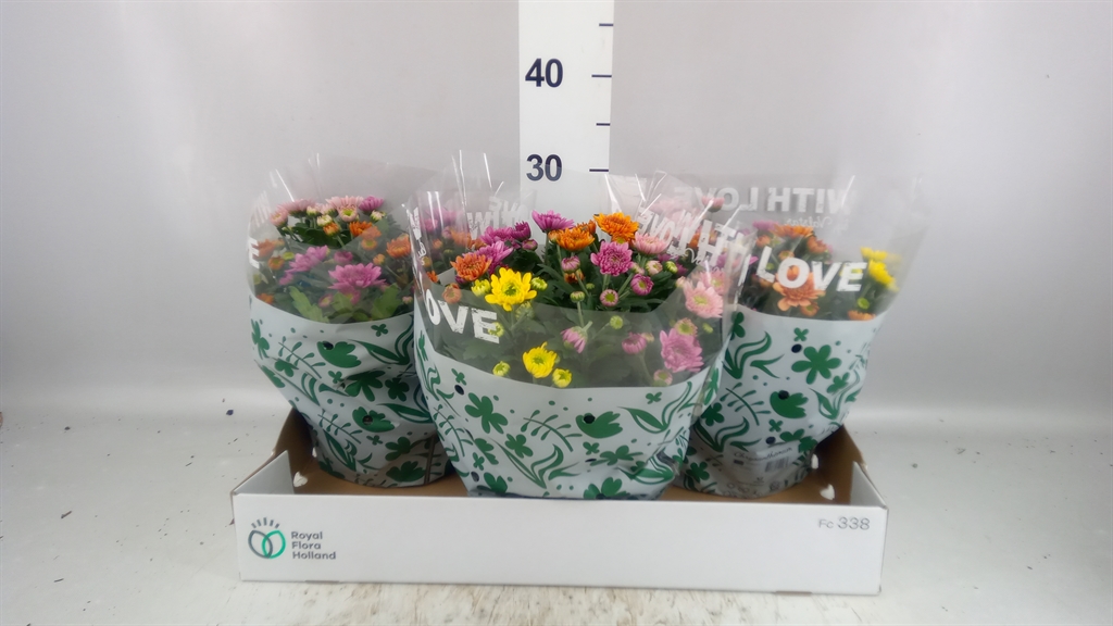 Chrysanth Elixer 23Ø 28cm