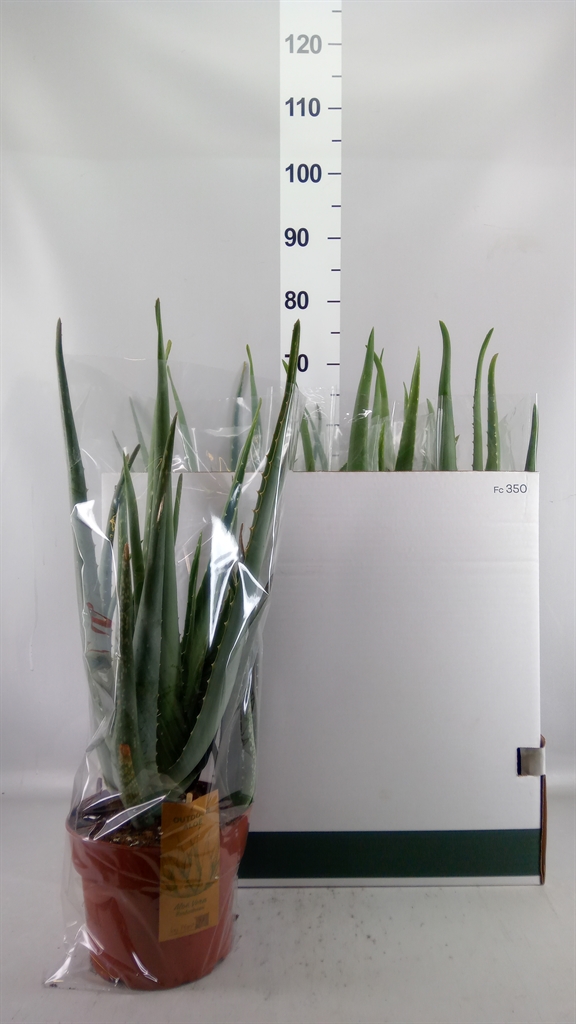 Aloe Vera 19Ø 55cm