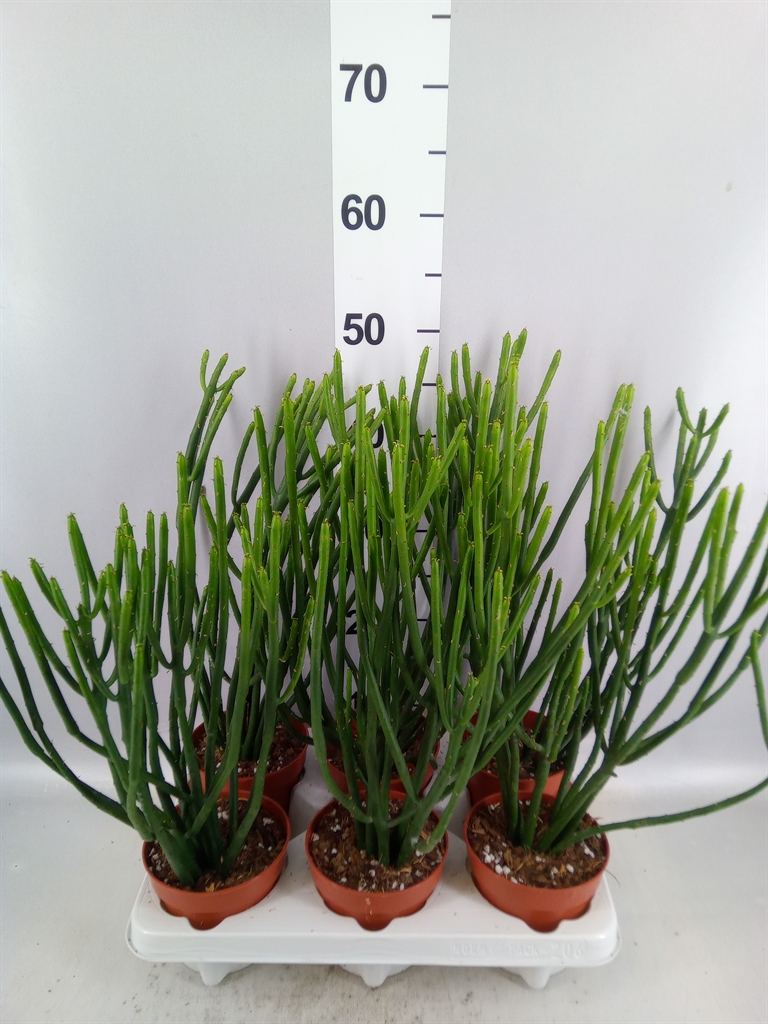 Euphor Succulenten 12Ø 20cm