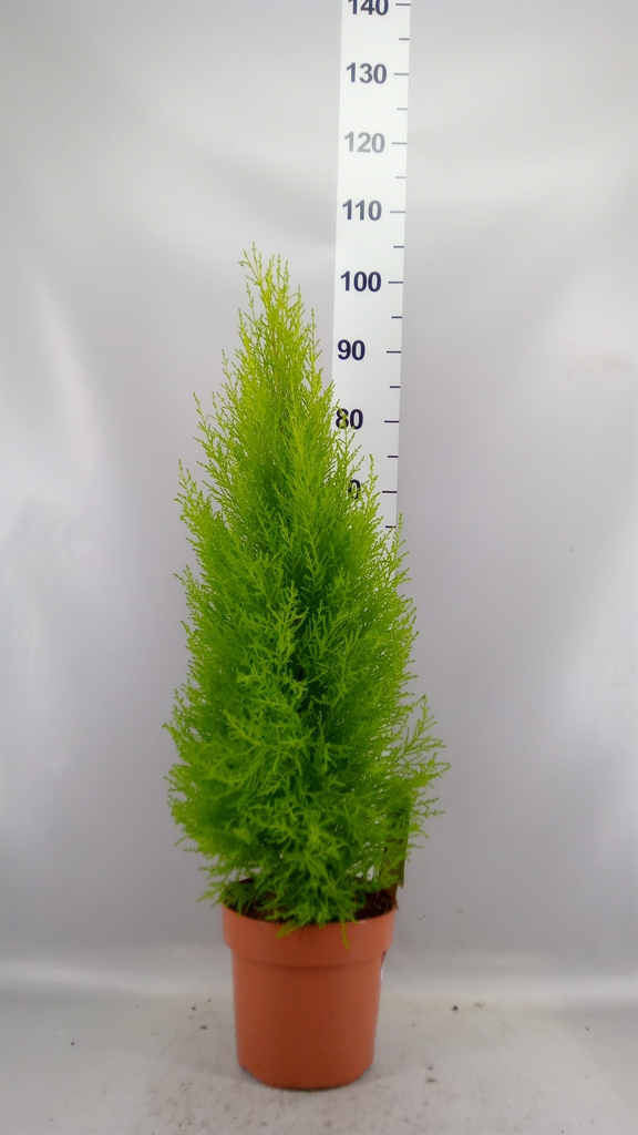 Cupressus Goldcrest Wilma 21Ø 80cm