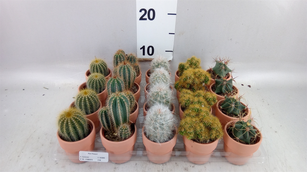 Cactus Mix 5Ø 10cm