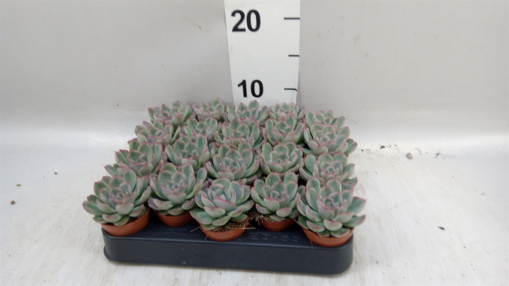Echeveria Grey Prince 505Ø 8cm