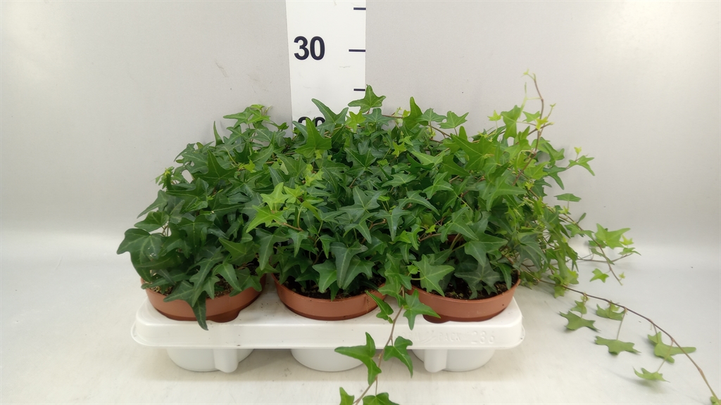 Hedera Helix Très Coupé 13Ø 30cm