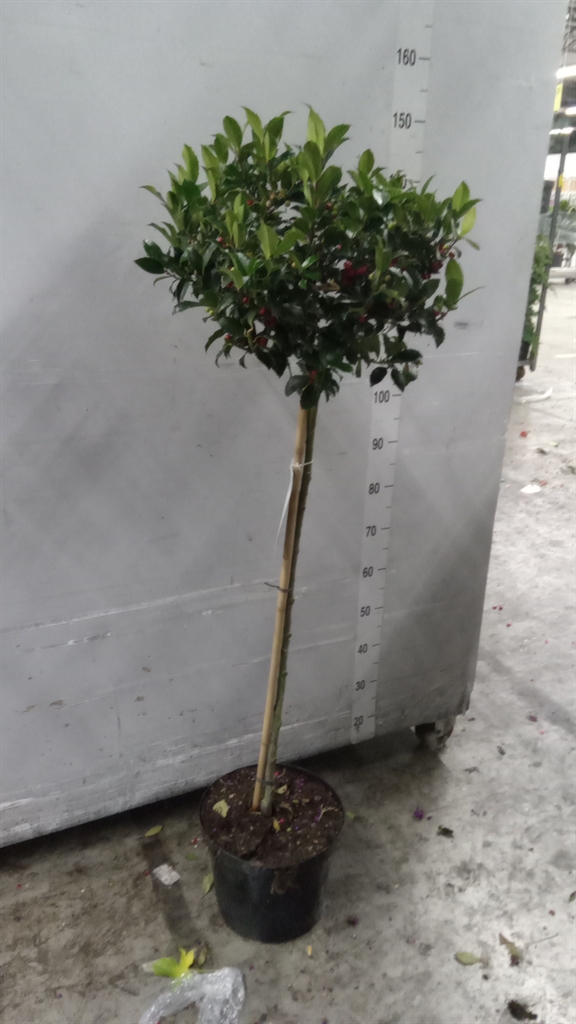 Ilex Blue Maid 28Ø 150cm